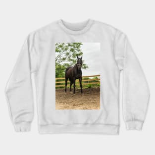 Sam the  horse Crewneck Sweatshirt